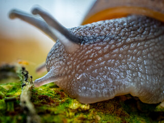 Stunning close up of a snail on top of a moss covered log