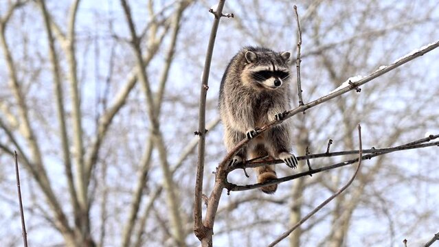 Raccoon Perched on Tree Branch