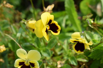 Flowers, plants,Summer