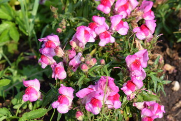 Flowers, plants,Summer