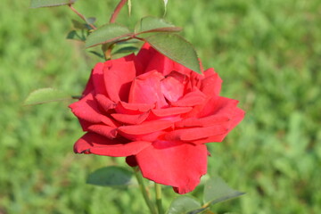 Flowers, plants,Summer