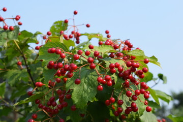 Flowers, plants,Summer