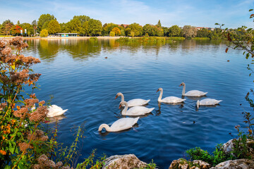 Wöhrder See recreation area with swans , Nuremberg