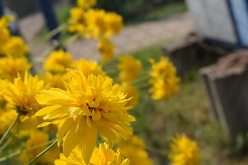 Flowers, plants,Summer