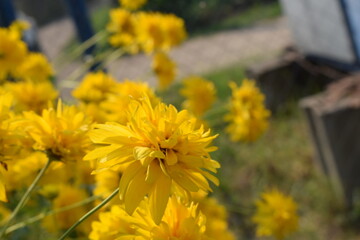 Flowers, plants,Summer