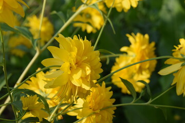 Flowers, plants,Summer