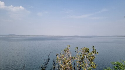 reeds on the lake