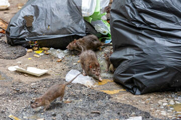 Dirty disgusting rats on area that was filled with sewage, smelly, damp, and garbage bags....