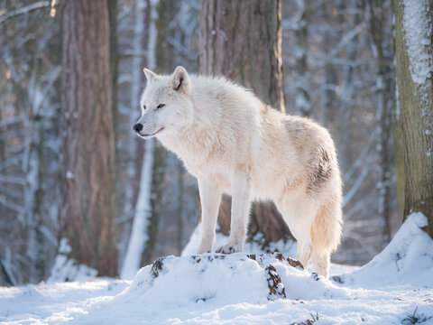 Loup arctique en hiver