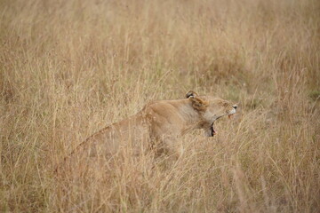 Safari in Kenya
