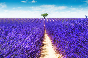 Blooming lavender field with tree in Valensole, Provence, France. Beautiful summer landscape.