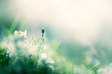 Wild flowers and green grass on the forest meadow at sunset. Abstract nature background