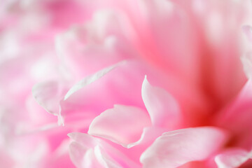 Blooming pink peony flower. Macro image of flower petals. Abstract summer nature background