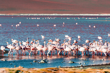 Pink flamingos in high-altitude Laguna Colorada in Altiplano, Bolivia.