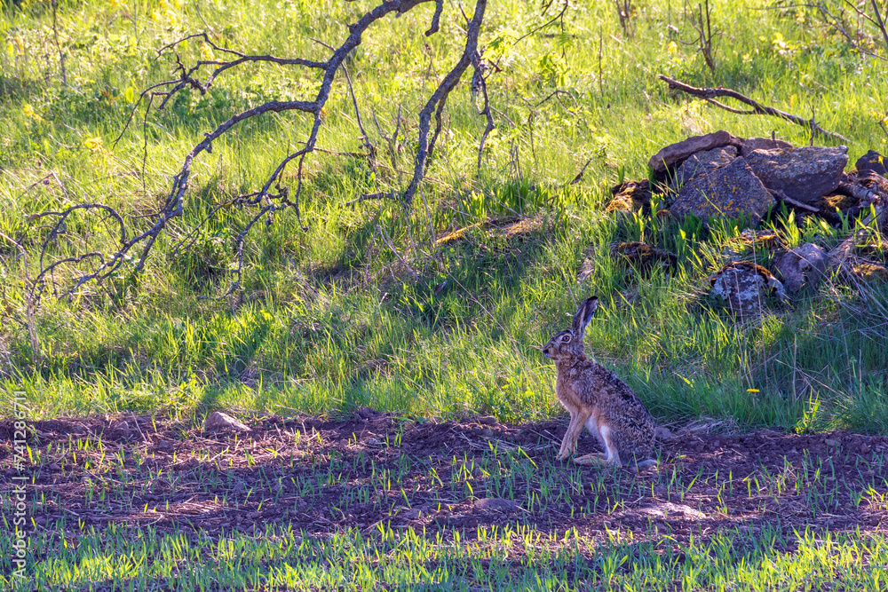 Canvas Prints Hare sitting in the shade on a cultivated field a sunny spring day