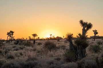 Sunrise in the Desert