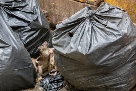 Dirty disgusting rats on area that was filled with sewage, smelly, damp, and garbage bags. Referring to the problem of rats in the city, disease outbreaks from animals, filth of city. Selective focus.