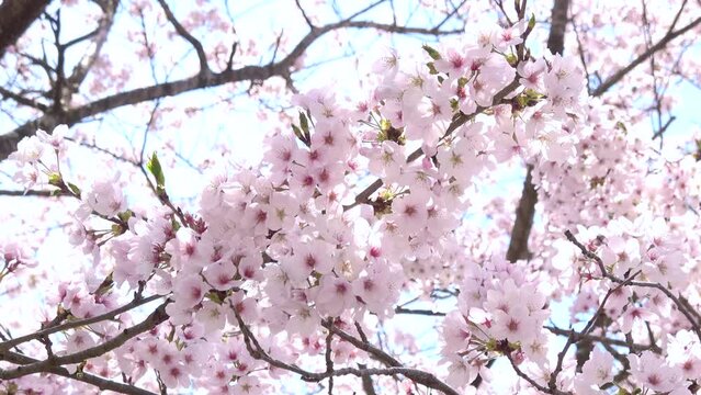 風に揺れる満開の桜の花びらと木漏れ日のクローズアップ 4K