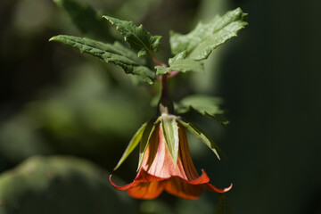 Flora of Gran Canaria -  Canarina canariensis, Canary bellflower natural macro floral background