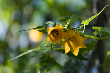 Flora of Gran Canaria -  Canarina canariensis, Canary bellflower natural macro floral background
