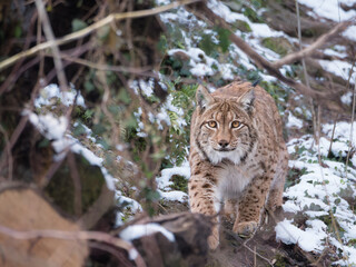 Lynx boréal en milieux forestier