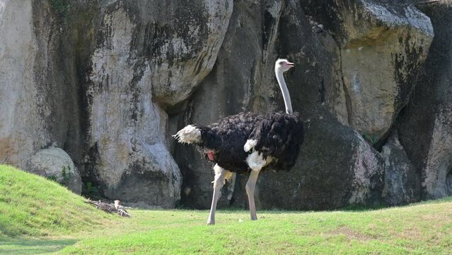 an ostrich is walking on the grass