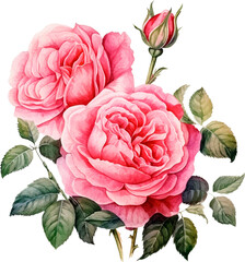 Pink vintage roses flowers isolated on white background. Watercolor illustration