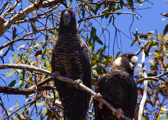 Bird couple of Carnabys black cockatoo (Calyptorhynchus latirostris) in a eucalyptus tree, Cranbrook, Western Australia © anjahennern
