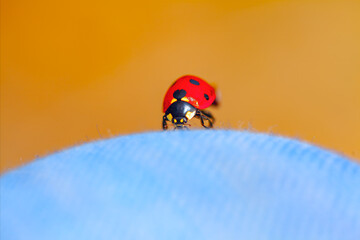 Ladybug on the blue cloth, macro photo with shallow depth of field