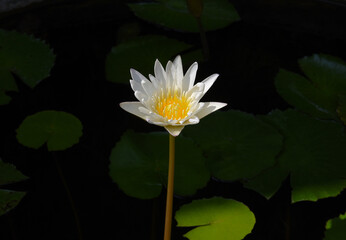 White lotus in the tub.