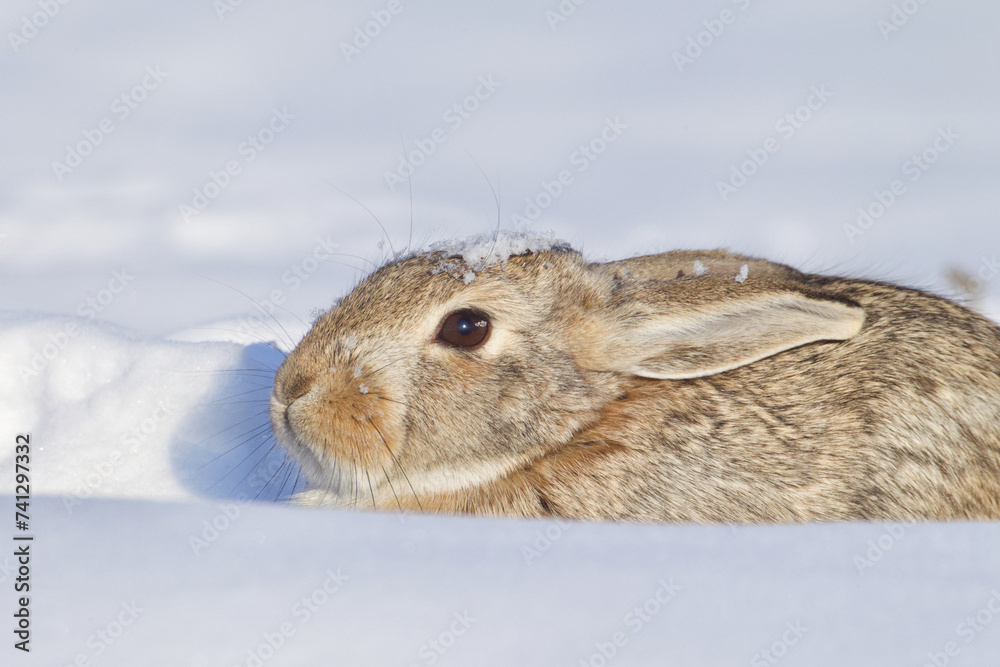 Wall mural Cottontail Rabbit in snow with ears laid back and snowflakes on her head, ears, nose, and eye - Wall murals