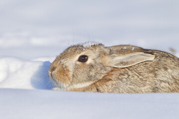 Cottontail Rabbit in snow with ears laid back and snowflakes on her head, ears, nose, and eye