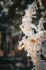 おみくじ　願い事