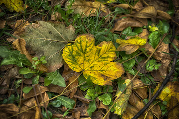A bunch of colourful autumn leaves on the ground
