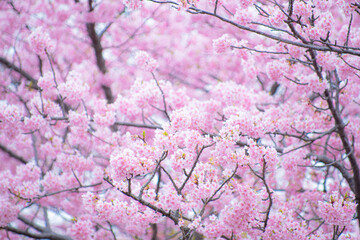 桜　日本
