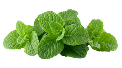 Mint Leaves Placed on Transparent Background, Hand Edited Generative AI
