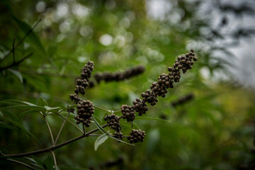 A closeup of a branch of a chaste tree