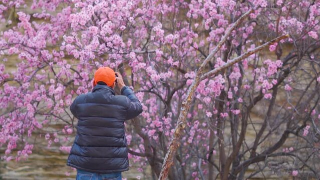Rear View shot of an Indian male tourist taking video of pink apricot cherry blossom with mobile phone at Kinnaur in Himachal Pradesh, India. Content creator capturing spring video