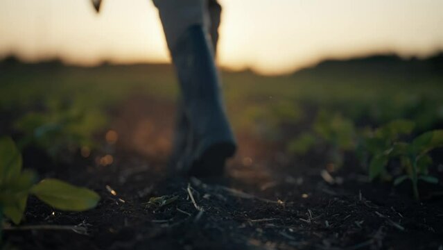 Legs of woman farmer in boots walking along agricultural field with sprouts at sunset with sun hat in hands. Agribusiness, farm resting, live work on nature concept. Carefree, freedom, rural life.