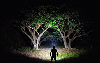A man with a super bright headlamp shining to beautiful trees