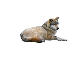  wolf isolated on white background