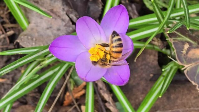 Pollination Honey bee on violet crocus with saffron-colored stamens