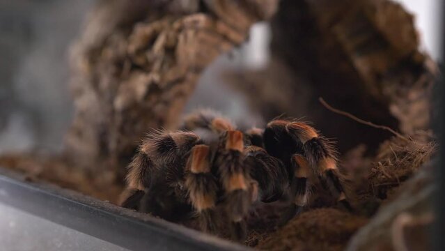 Spider Tarantula birdeater LP morning routine chelicera cleaning close up