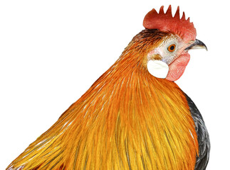 Partridge Brahma rooster isolated on white