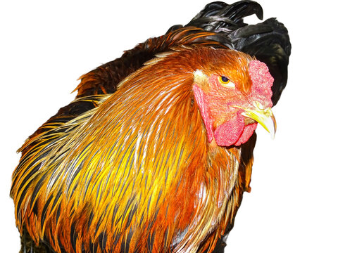 Side View of a Brahma Rooster Crowing, Isolated Stock Photo