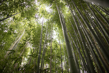 green bamboo forest in the morning