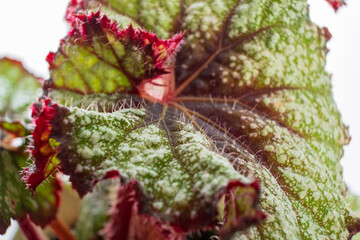 begonia plant in the pot