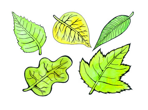 A set of different light green leaves. Fresh green and yellow green shades. Watercolor blur. Veins and the contour of the leaves are drawn with a black line. Isolated on white background.