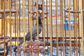 Red-whiskered Bulbul in birdcage