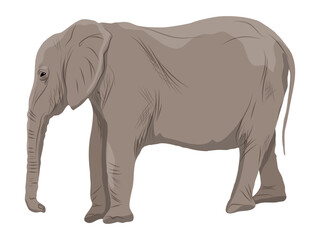 African elephant Realistic vector animal of Africa